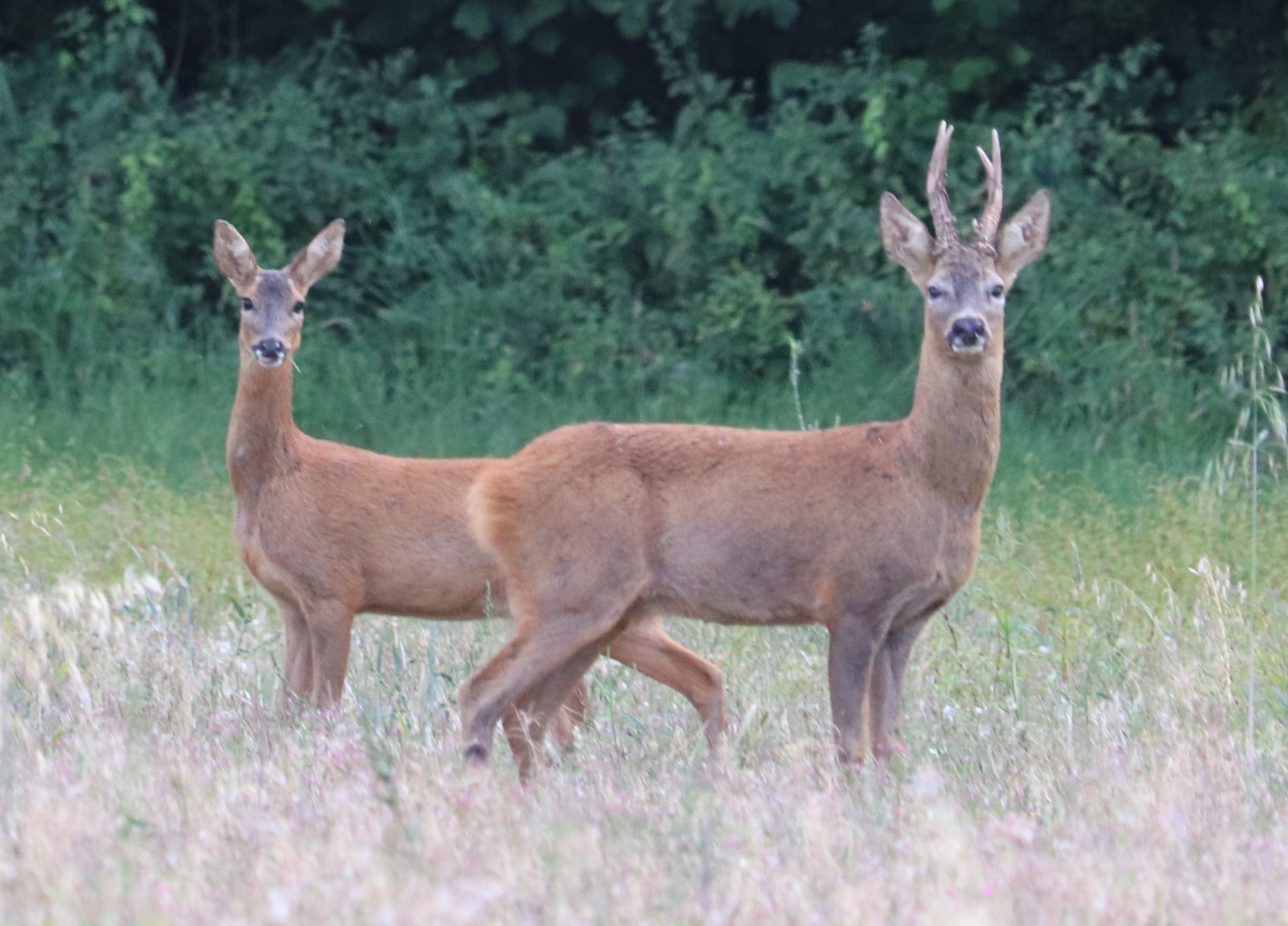 A5657823-12E0-47E3-9CE8-8241D754A0F3